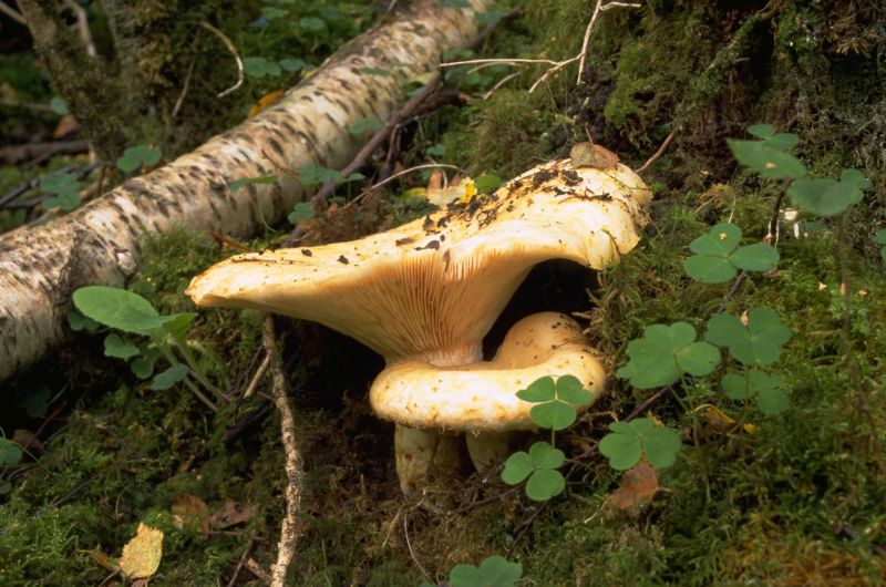 Lactarius citriolensPhotographer:  Mark Wright