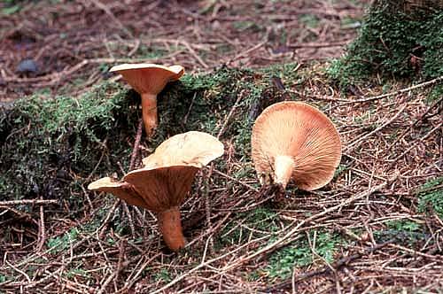 Lactarius deterrimusPhotographer:  Ronnie Irvine