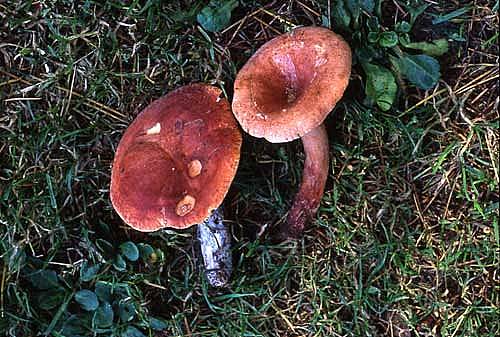 Lactarius fulvissimusPhotographer:  David Mitchel