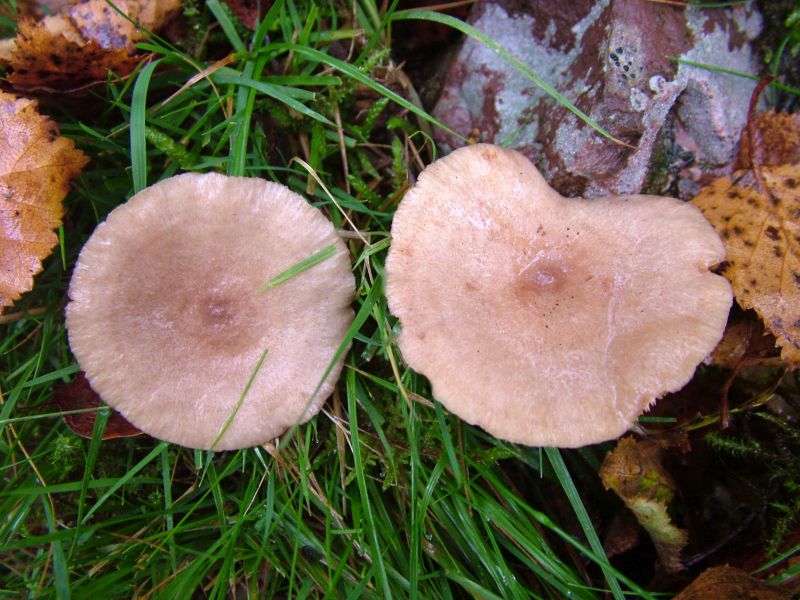 Lactarius glyciosmusPhotographer:  David Mitchel