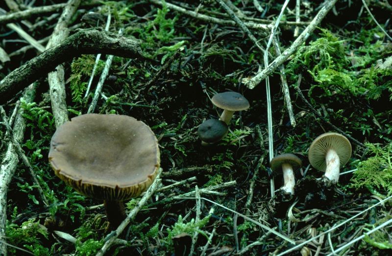 Lactarius hepaticusPhotographer:  David Mitchel