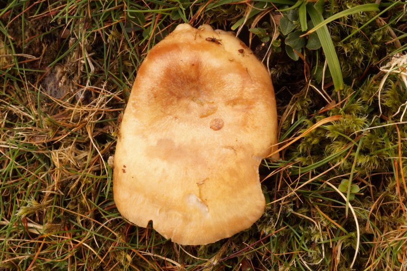 Lactarius hysginusPhotographer:  David Mitchel