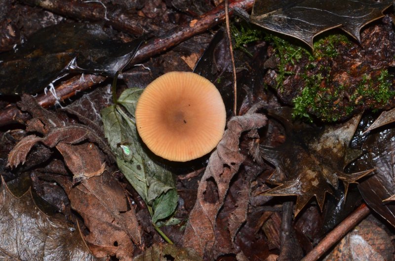 Lactarius obscuratusPhotographer:  Chris Stretch