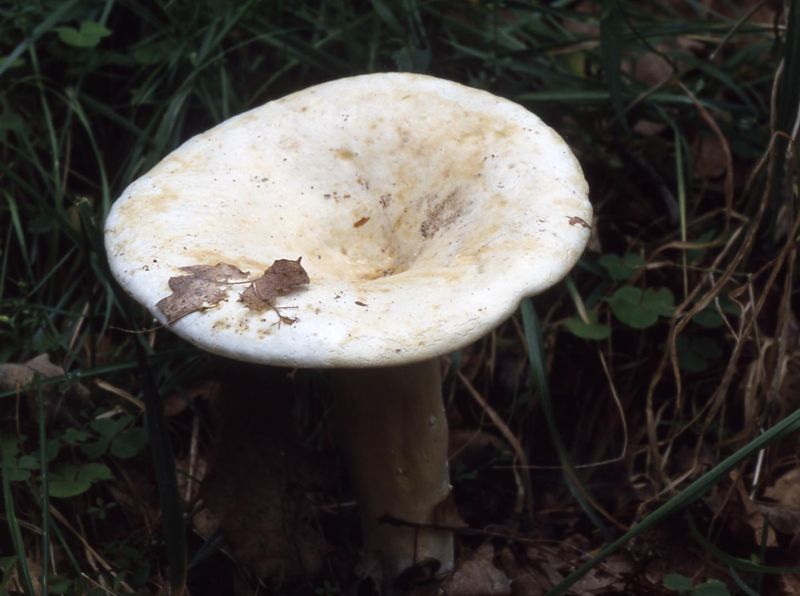 Lactarius piperatusPhotographer:  David Mitchel