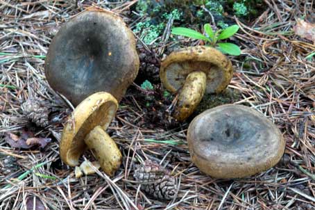 Lactarius turpisPhotographer:  Ronnie Irvine