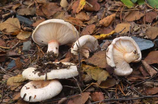 Lactarius pubescensPhotographer:  Ronnie Irvine