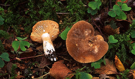 Lactarius pyrogalusPhotographer:  David Mitchel