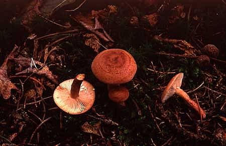 Lactarius quietusPhotographer:  David Mitchel