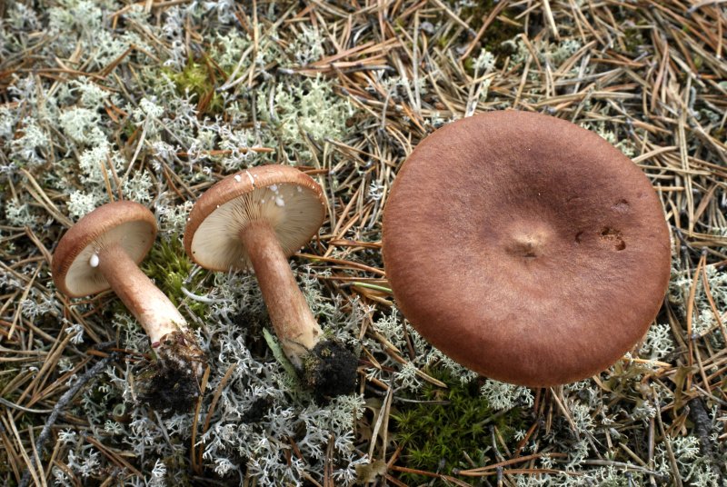 Lactarius rufusPhotographer:  David Mitchel