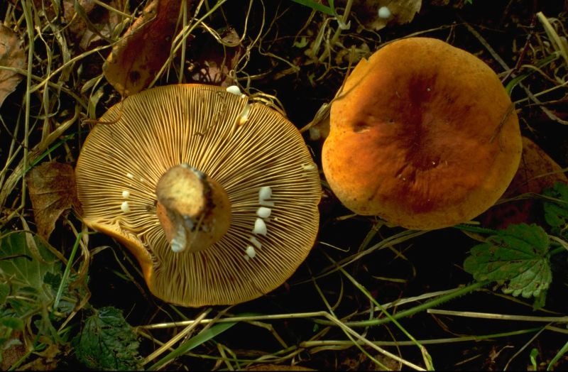 Lactarius subdulcisPhotographer:  Mark Wright