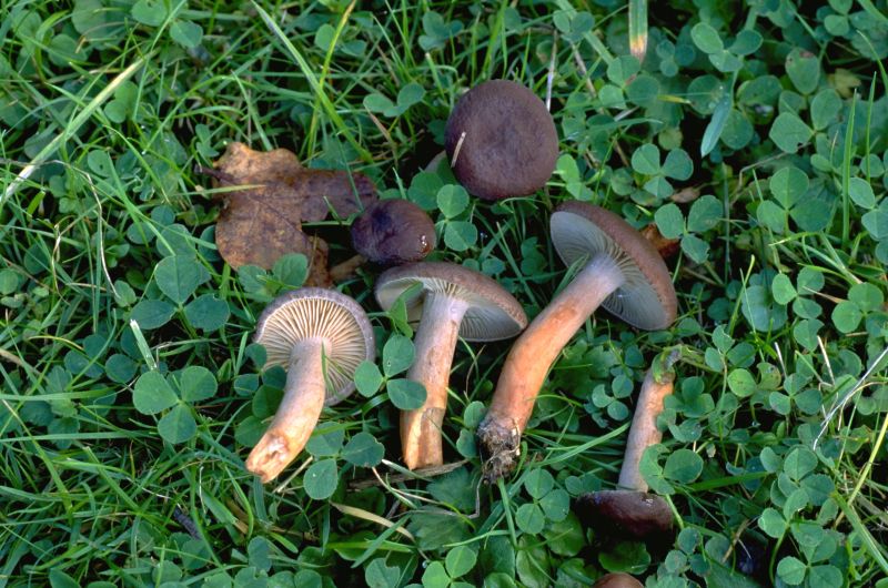 Lactarius subumbonatusPhotographer:  Mark Wright