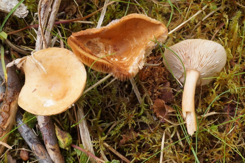 Lactarius tabidusPhotographer:  David Mitchel