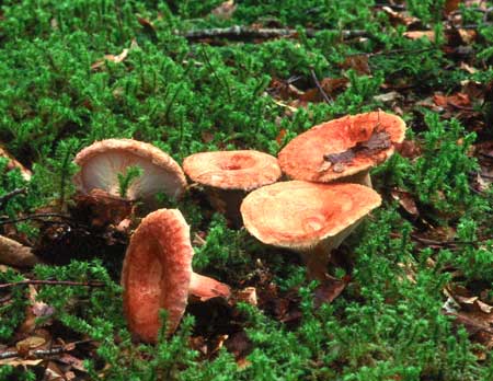 Lactarius torminosusPhotographer:  Ronnie Irvine