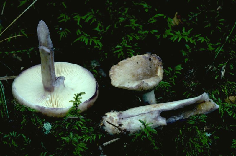 Lactarius uvidusPhotographer: � Mark Wright