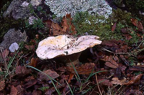 Lactarius vellereusPhotographer:  David Mitchel