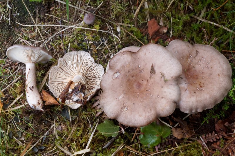 Lactarius vietusPhotographer:  David Mitchel