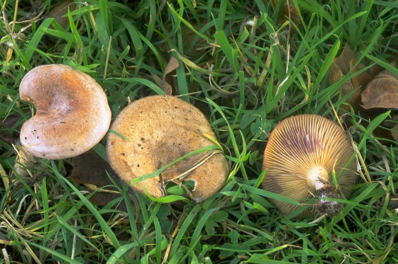 Lactarius violascensPhotographer:  David Mitchel