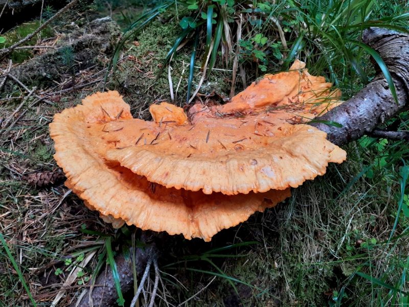 Laetiporus sulphureusPhotographer:  David Mitchel