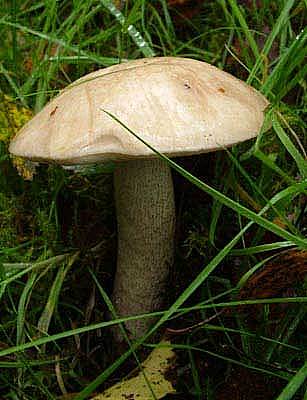 Leccinum holopusPhotographer:  Stuart Dunlop