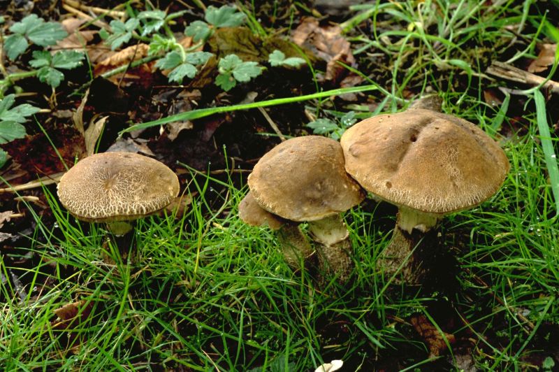 Leccinum scabrumPhotographer:  David Mitchel