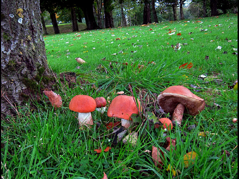 Leccinum aurantiacumPhotographer:  Ronnie Irvine