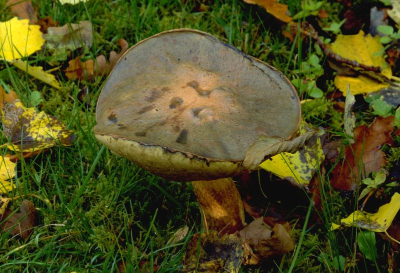 Leccinum versipellePhotographer:  David Mitchel