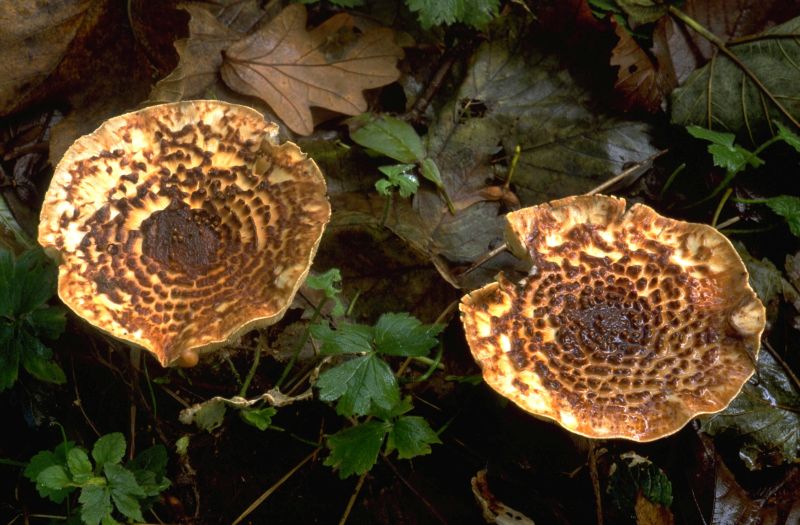 Echinoderma asperumPhotographer:  David Mitchel