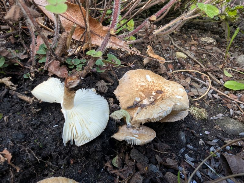 Lepiota boudieriPhotographer: � David Mitchel