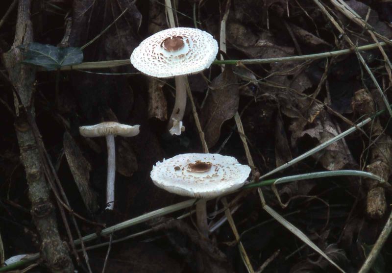 Lepiota cristataPhotographer:  David Mitchel