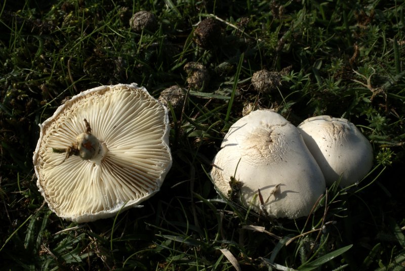 Lepiota ermineaPhotographer:  David Mitchel