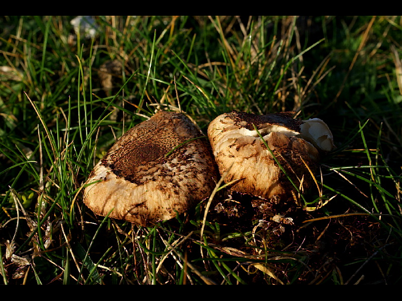 Lepiota pseudolilaceaPhotographer:  David Mitchel