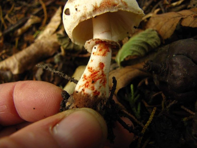 Leucoagaricus badhamiiPhotographer:  Debbie Nelson