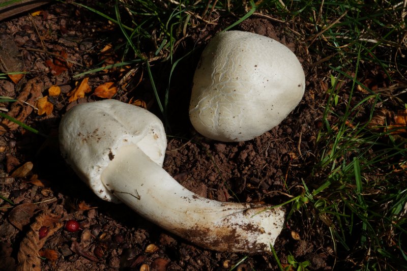 Leucoagaricus leucothitesPhotographer:  David Mitchel