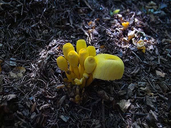 Leucocoprinus birnbaumiiPhotographer:  Edward Tuddenham