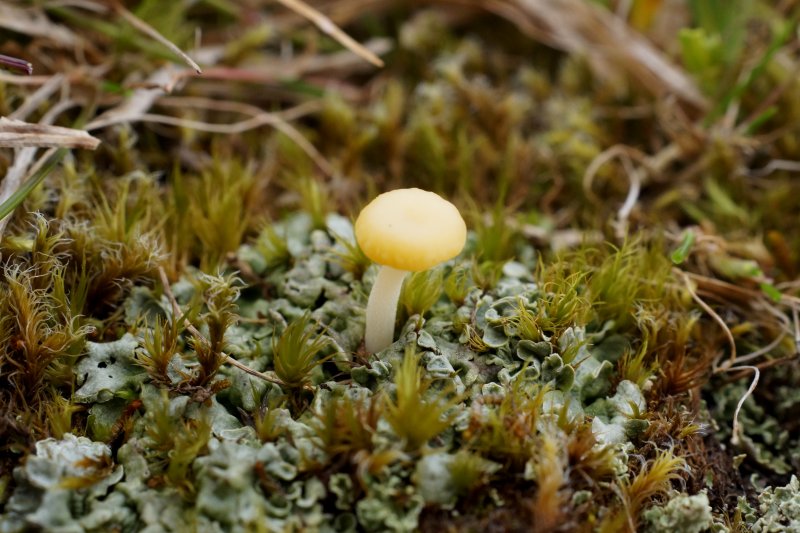 Lichenomphalia hudsonianaPhotographer:  David Mitchel