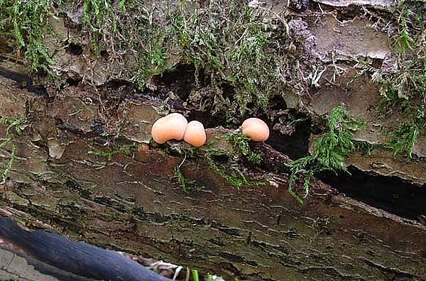 Lycogala terrestrePhotographer:  David Mitchel