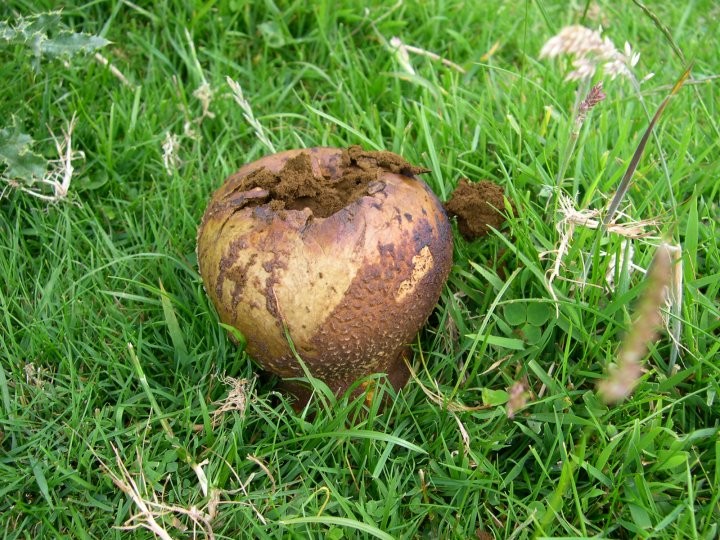 Lycoperdon lividumPhotographer:  Peter Lyons