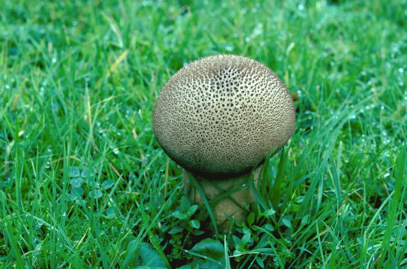 Lycoperdon nigrescensPhotographer:  David Mitchel