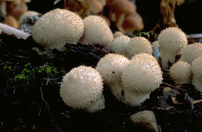 Lycoperdon perlatumPhotographer:  Mark Wright