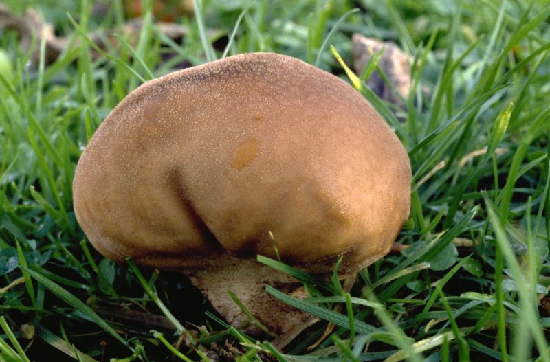 Lycoperdon umbrinumPhotographer:  David Mitchel