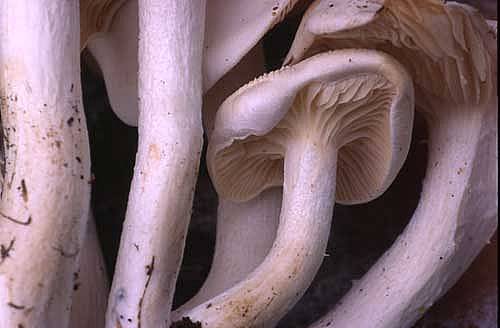 Leucocybe connataPhotographer:  David Mitchel