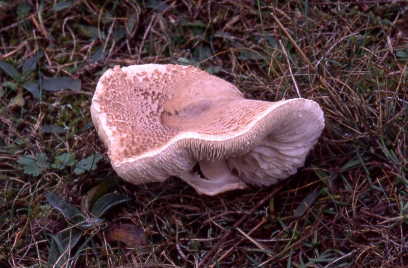 Macrolepiota excoriataPhotographer:  David Mitchel