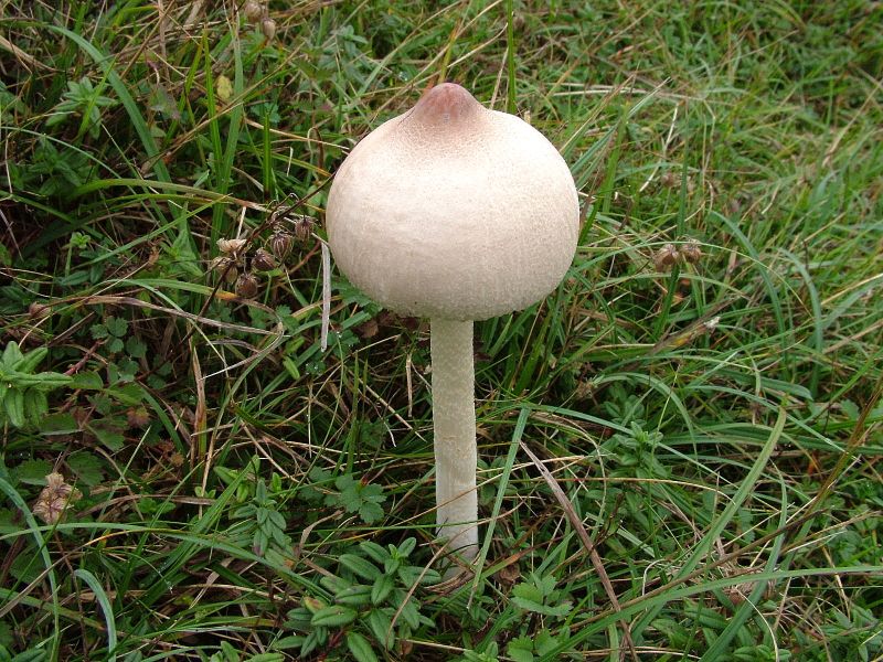 Macrolepiota mastoideaPhotographer:  David Mitchel