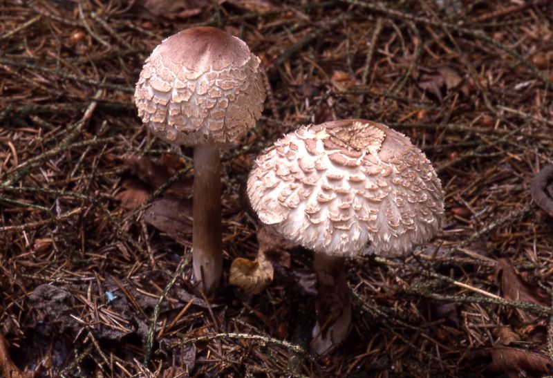 Chlorophyllum rhacodesPhotographer:  David Mitchel