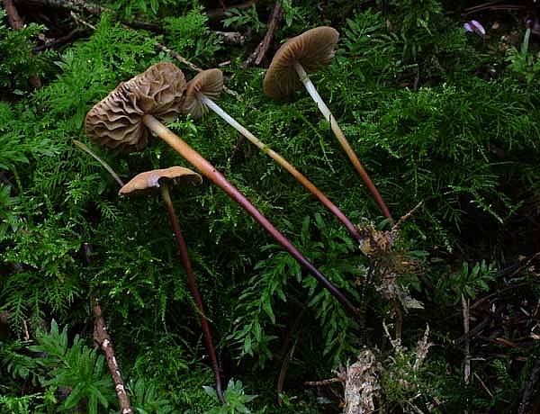 Marasmius cohaerensPhotographer:  David Mitchel