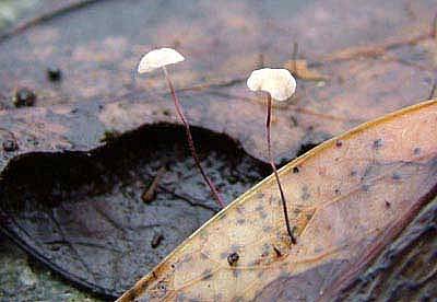 Marasmius epiphylloidesPhotographer:  Stuart Dunlop