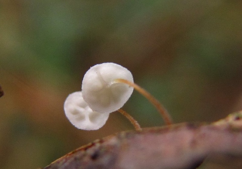 Marasmius epiphyllusPhotographer:  Debbie Nelson