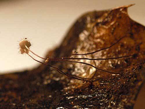 Marasmius hudsoniiPhotographer:  Chris Stretch