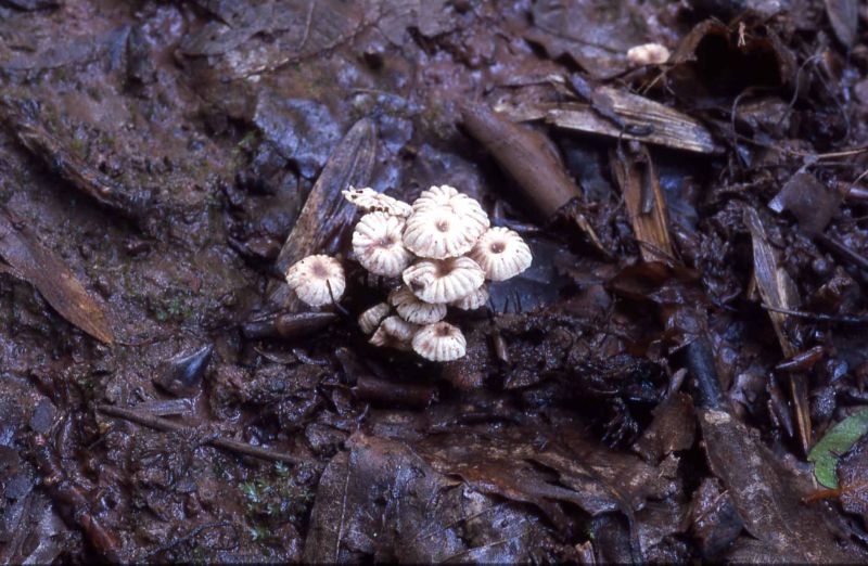 Marasmius rotulaPhotographer:  David Mitchel