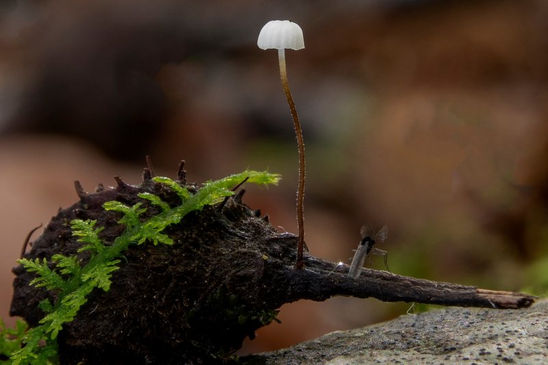 Marasmius setosusPhotographer:  Carl Wright